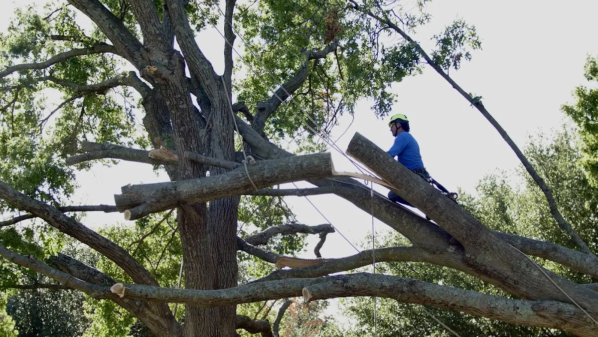 Professional Crown Thinning performed by certified arborists in Boynton
